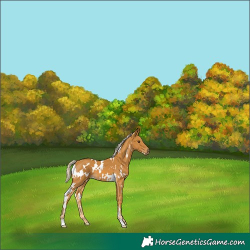 Horse Color:White Spotted Palomino