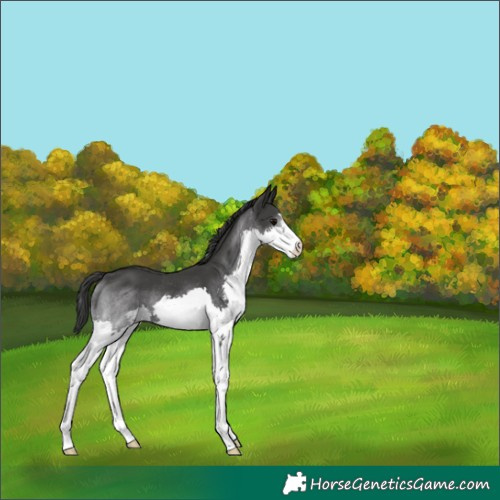 Horse Color:Black Splash Rabicano