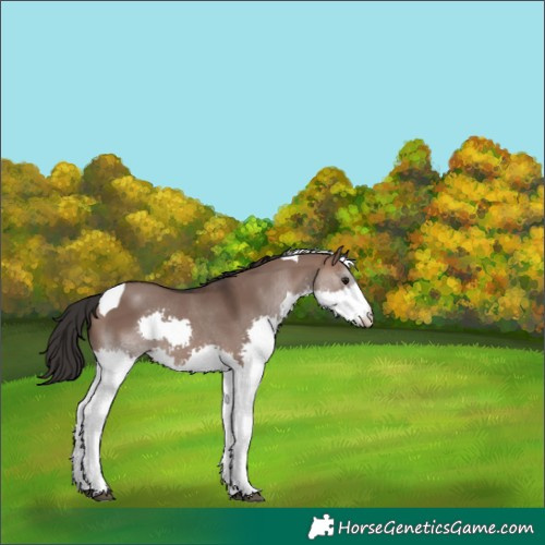 Horse Color:Brown Dun Splash Tobiano 