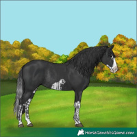 Horse Color:Black Splash Frame and Black Splash Frame Rabicano
