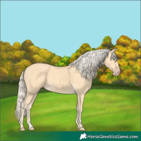 Horse Color:Gold Cream Champagne Rabicano