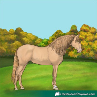 Horse Color:Gold Champagne Rabicano