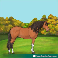 Horse Color:Bay Tobiano 