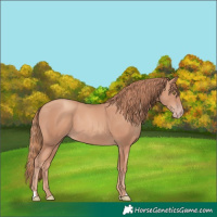 Horse Color:Gold Champagne