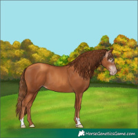 Horse Color:Gray Gold Champagne Tobiano Rabicano 