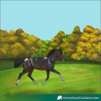 Horse Color:Powder White Brown Tobiano 