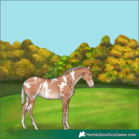 Horse Color:White Spotted Silver Sable Champagne