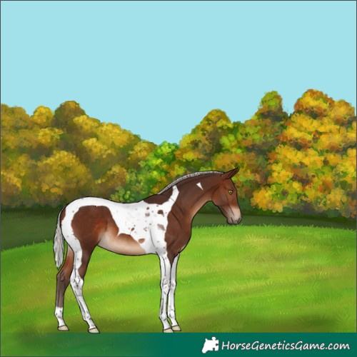 Horse Color:Silver Brown Tobiano 
