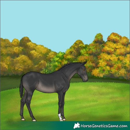 Horse Color:Black 