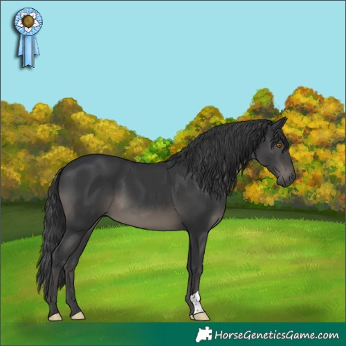 Horse Color:Black 