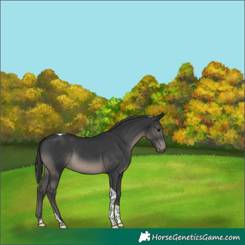 Horse Color:Black Tobiano