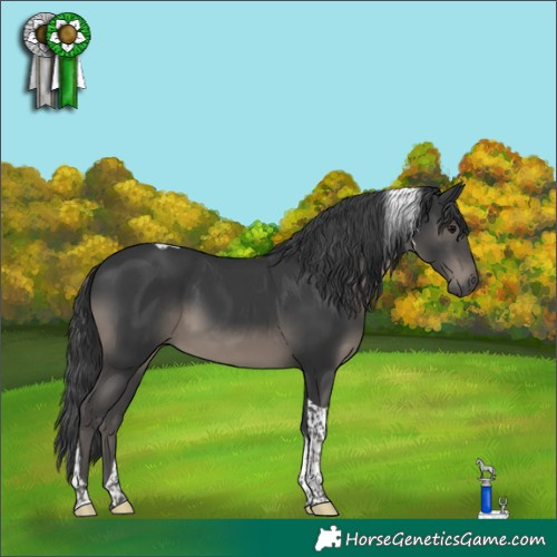 Horse Color:Black Tobiano