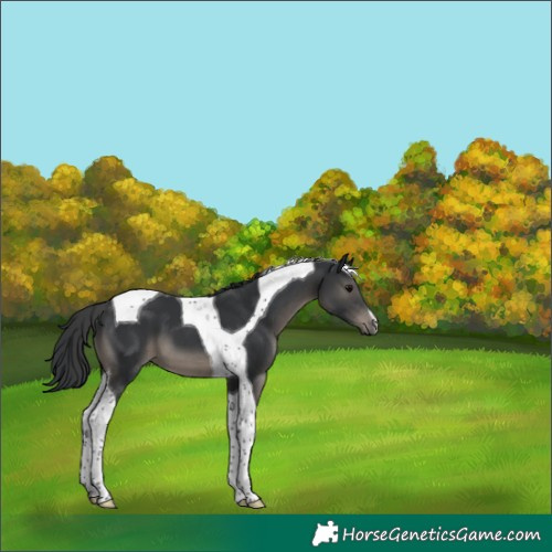 Horse Color:Black Tobiano 