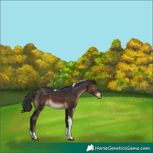 Horse Color:Brown Tobiano
