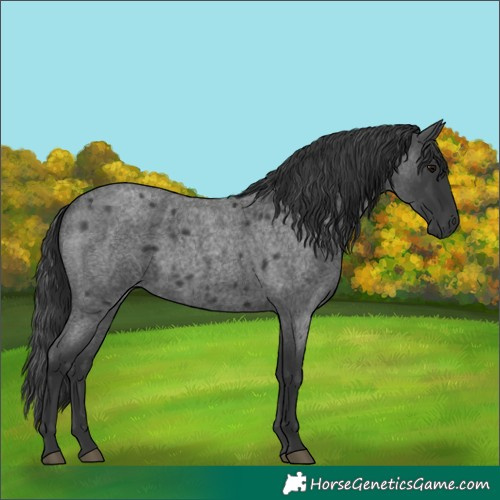 Horse Color:Blue Roan