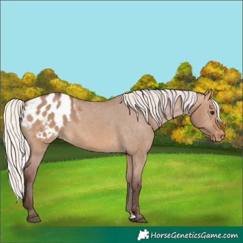 Horse Color:Silver Brown Dun Appaloosa 