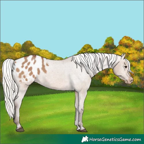 Horse Color:Silver Brown Dun Appaloosa