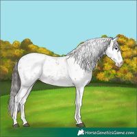 Horse Color:Bay Sabino