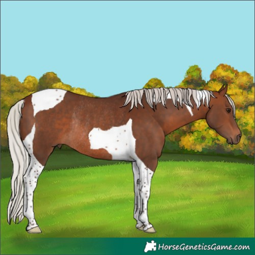 Horse Color:Silver Brown Tobiano Rabicano 