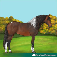Horse Color:Bay Tobiano 