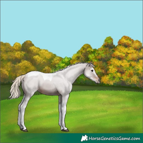 Horse Color:Gray Silver Brown Tobiano Skewed Appaloosa 