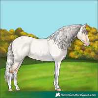 Horse Color:Silver Amber Champagne Roan Dun Splash Tobiano Frame Appaloosa Rabicano