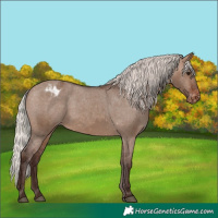 Horse Color:Silver Brown Dun Appaloosa 