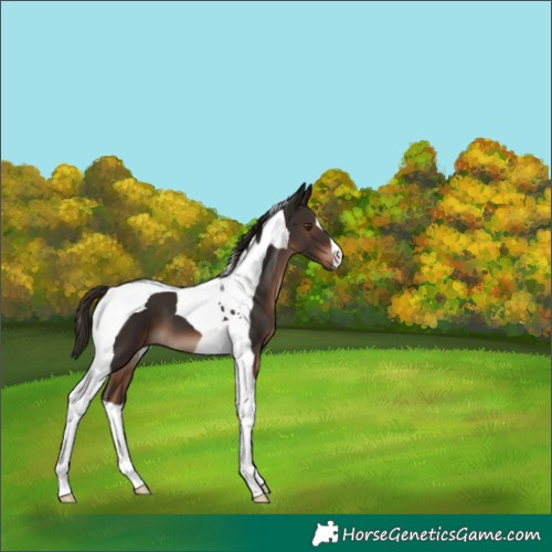 Horse Color:Liver Chestnut Tobiano 