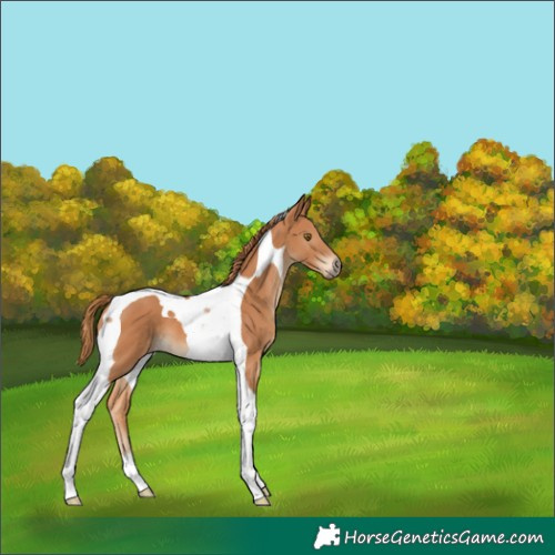 Horse Color:Chestnut Tobiano 
