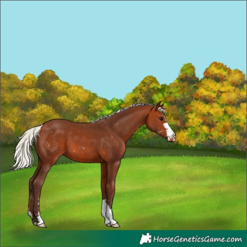 Horse Color:Silver Bay Appaloosa