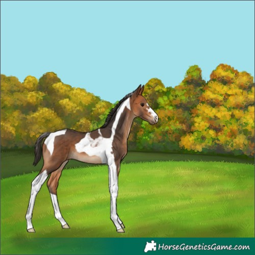 Horse Color:Bay Tobiano