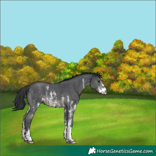 Horse Color:Black Sabino