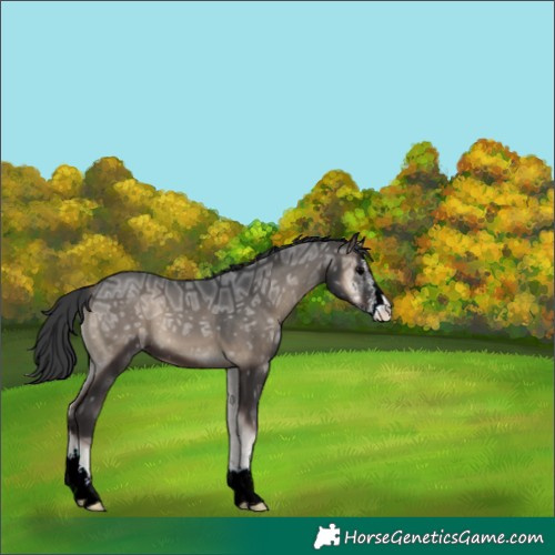 Horse Color:Blue Onyx Ice Sabino 