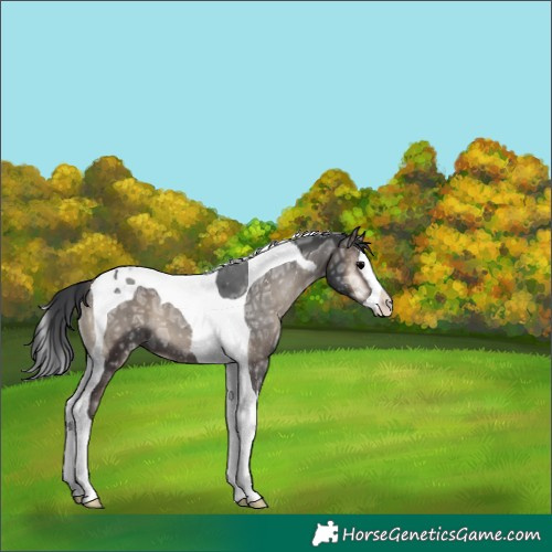 Horse Color:Blue Onyx Ice Splash Tobiano 