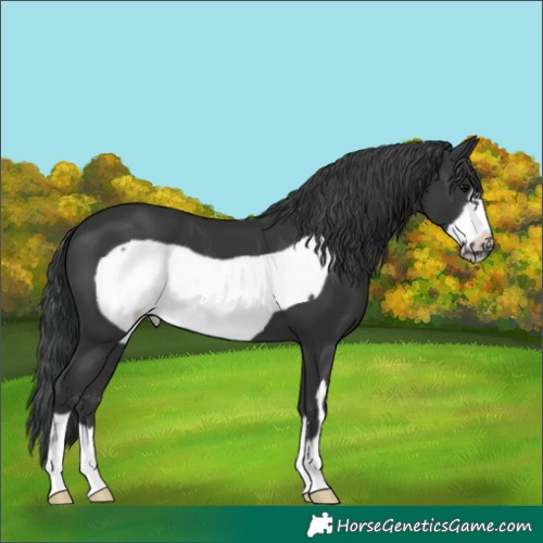 Horse Color:Black Frame 