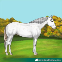 Horse Color:Chestnut Sabino