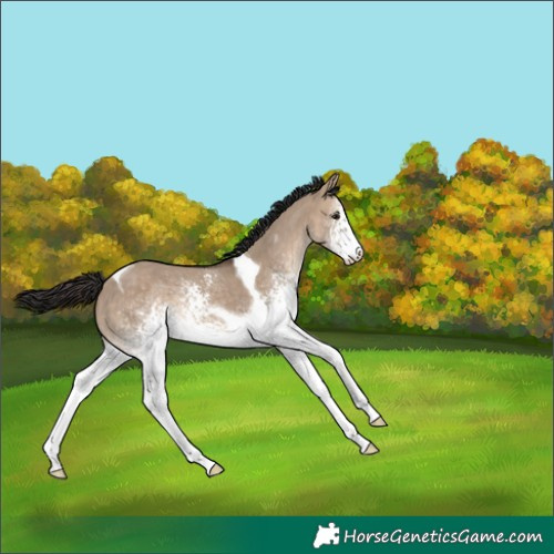 Horse Color:White Spotted Brown Dun Tobiano