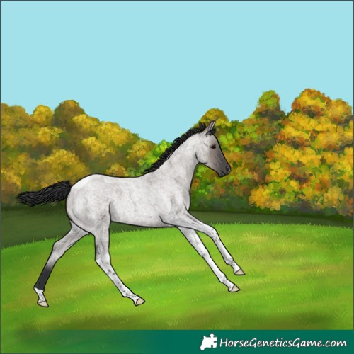 Horse Color:Grullo Roan Tobiano