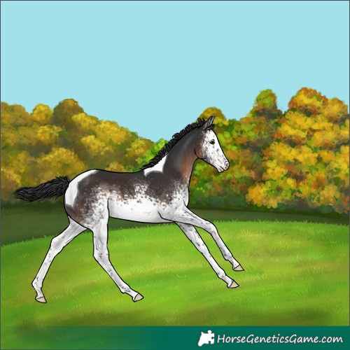Horse Color:White Spotted Brown Tobiano