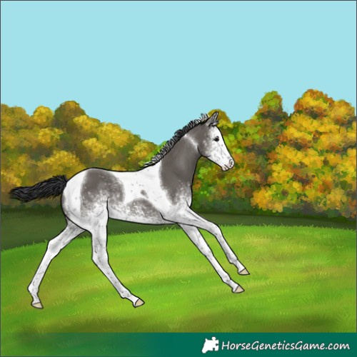 Horse Color:White Spotted Grullo Tobiano 