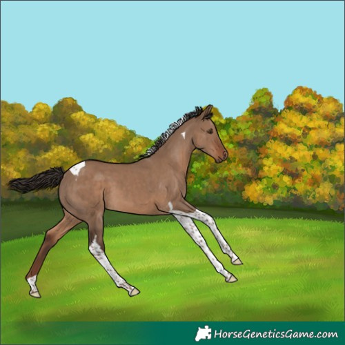 Horse Color:Liver Red Dun Tobiano