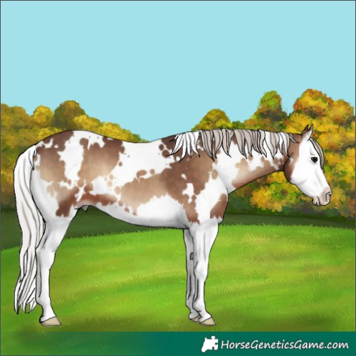 Horse Color:White Spotted Silver Blue Onyx Splash