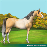 Horse Color:Buckskin Roan Sabino Splash 