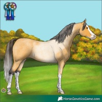 Horse Color:Buckskin Roan Sabino Splash