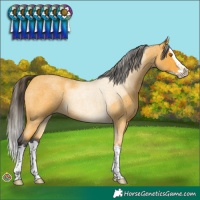 Horse Color:Buckskin Roan Sabino Splash 