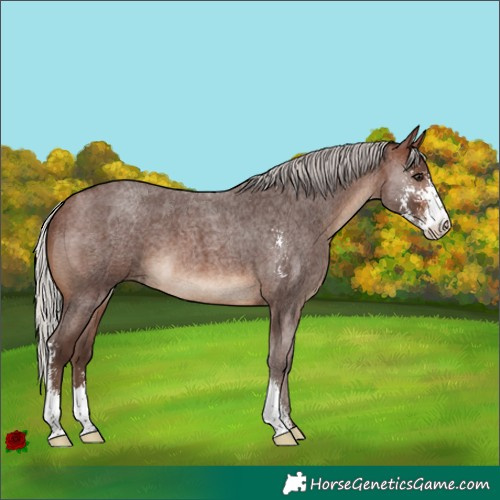 Horse Color:Silver Brown Roan Sabino 