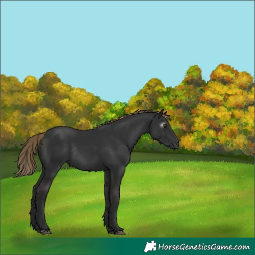 Horse Color:Gray Liver Chestnut Rabicano 