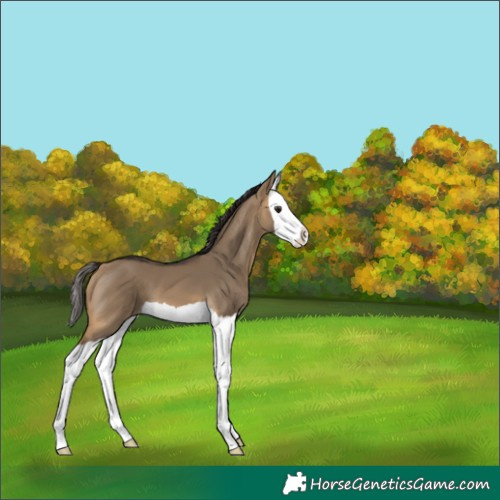 Horse Color:Buckskin Dun Splash 