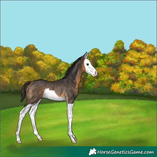 Horse Color:Buckskin Splash Rabicano