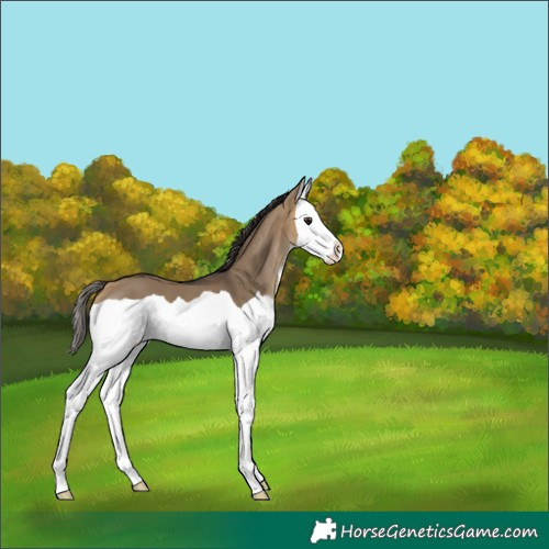 Horse Color:Buckskin Dun Splash